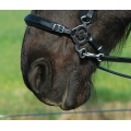 Calli Love Hackamore Bitless Noseband